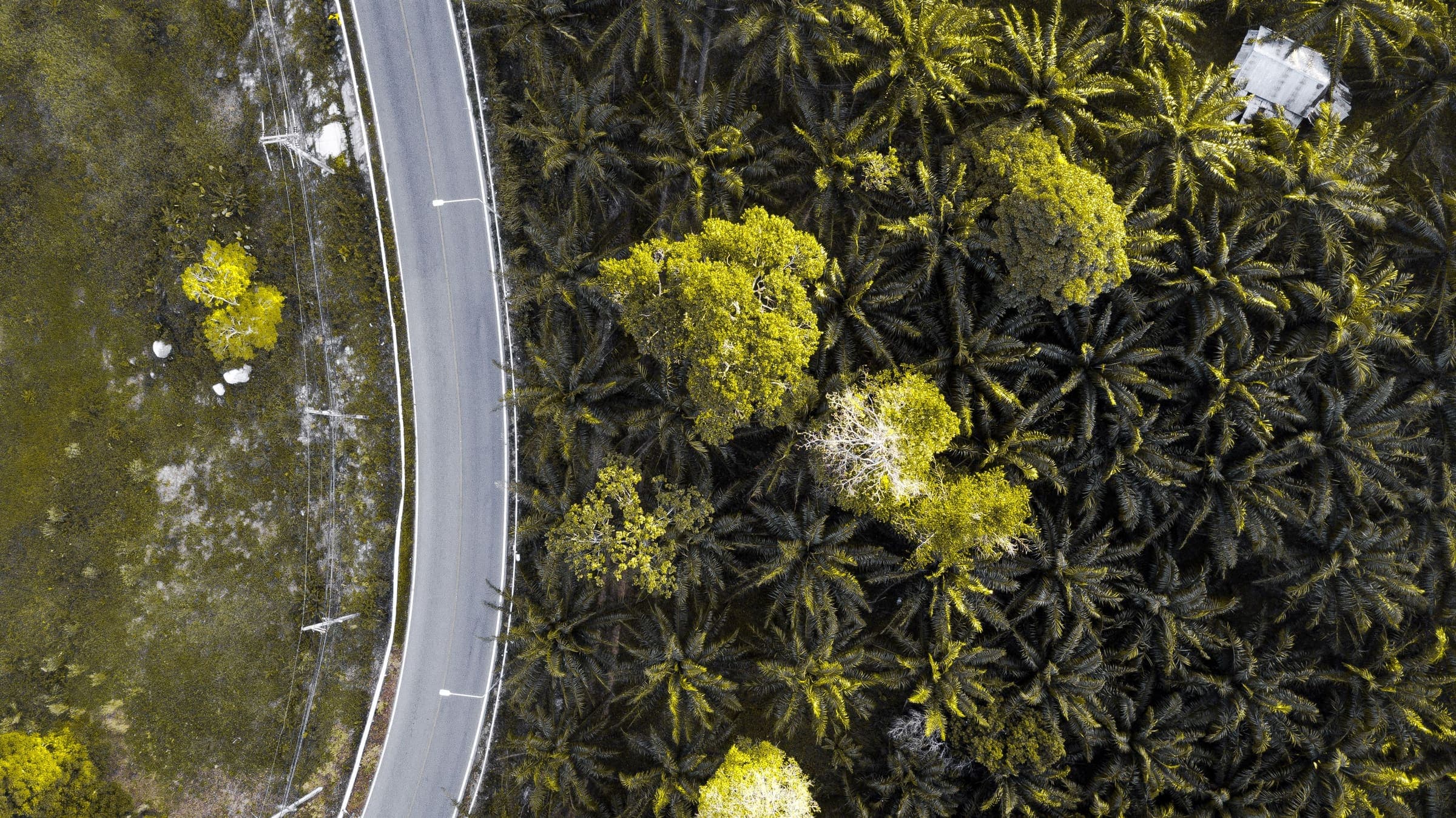 Eine asphaltierte Straße, die sich durch eine Palmenplantage auf Phuket windet, direkt von oben gesehen